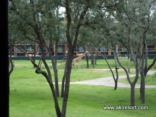 Savanna view 2